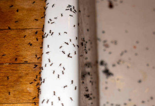 Best Termite Control Services  in Powells Crossroads, TN